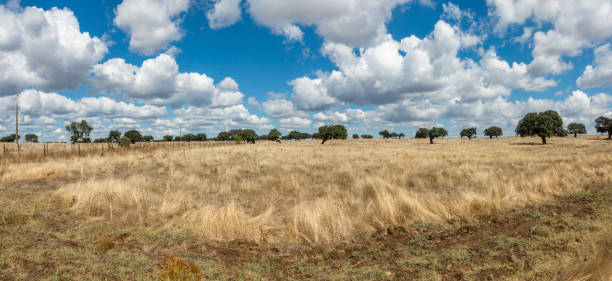 região do alentejo de portugal. - dry country - fotografias e filmes do acervo