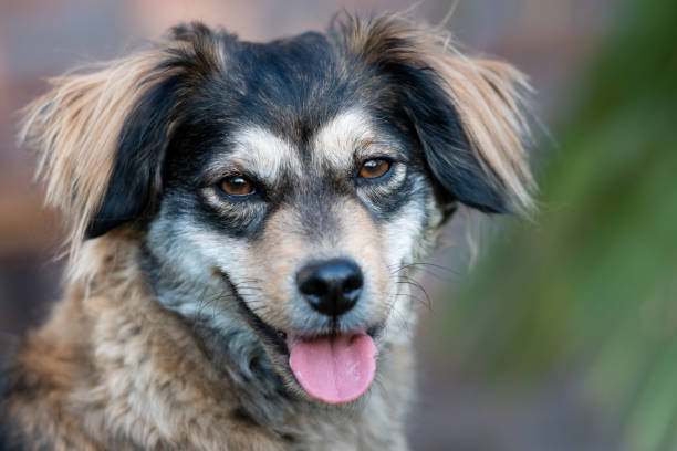 istock Happy Chihuahua hybrid 1466641682