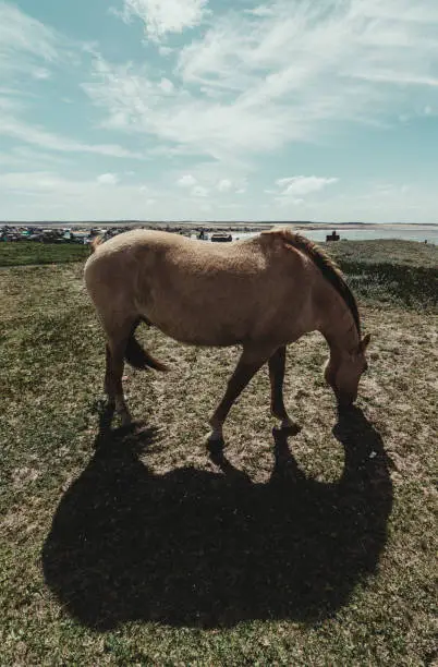 A brownhorse in Cabo Polonio, Uruguay