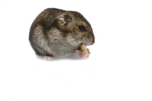 Cute dwarf hamster eating peanut isolated on the white background.