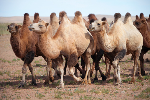Bactrian camels walking in desert against sky, Dalanzadgad, Mongolia.