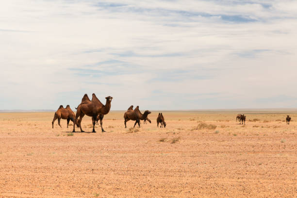 istock Bactrian Camels standing in desert 1466643641
