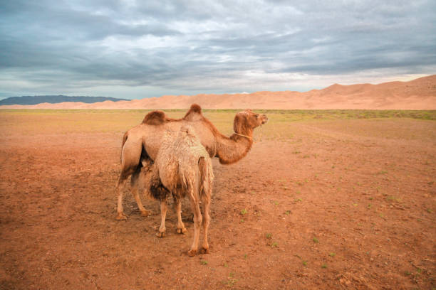 Dromedar in Mongolia