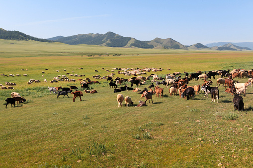 Group of goats grazing on landscape during sunny day, Bulgan, Mongolia.