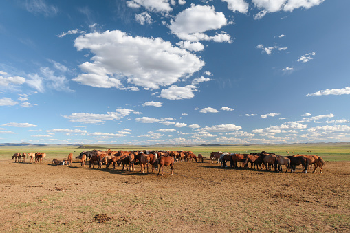Group of horses standing in desert during sunny day, Zuunmod, Mongolia.