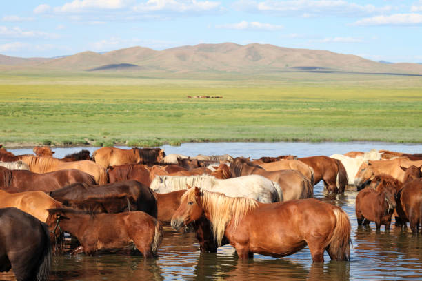 istock Horses standing in lake 1466643674
