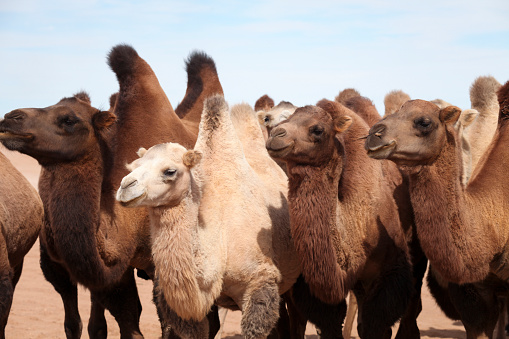 Bactrian camels standing in desert against sky, Dalanzadgad, Mongolia.