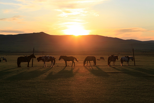 Horses standing on landscape steppe during sunset, Bulgan, Mongolia.