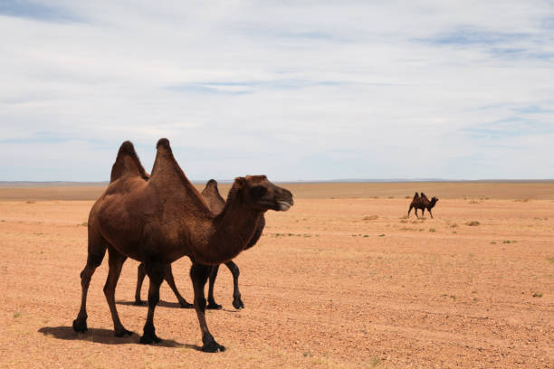 istock Bactrian Camels walking in desert 1466643684
