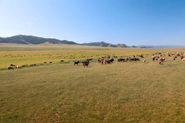 istock Goats grazing on landscape 1466643691
