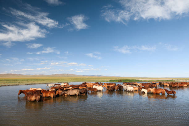 лошади, стоящие в озере - independent mongolia фотографии стоковые фото и изображения