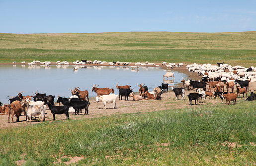 Group of sheep standing near lake against sky, Mandalgovi, Mongolia.