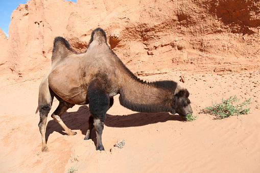 Bactrian Camel grazing in front of flaming cliffs in desert, Bayanzag, Mongolia.