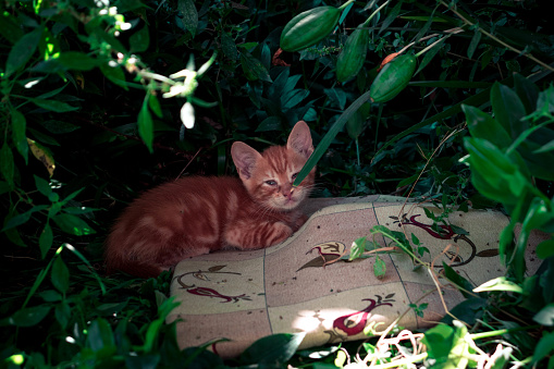 A small kitten in a green garden