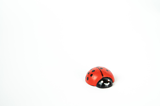 A little lady bug isolated on a white background, copy space