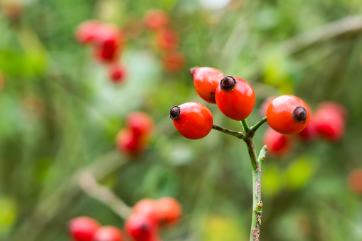 Ripened rose hips on shrub branches, red healthy fruits of Rosa canina plant, late autumn harvest.