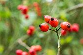 Ripened rose hips on shrub branches, red healthy fruits of Rosa canina plant, late autumn harvest