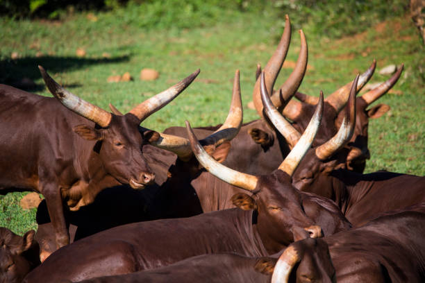 istock Herd of Watusi resting and lying 1466645313