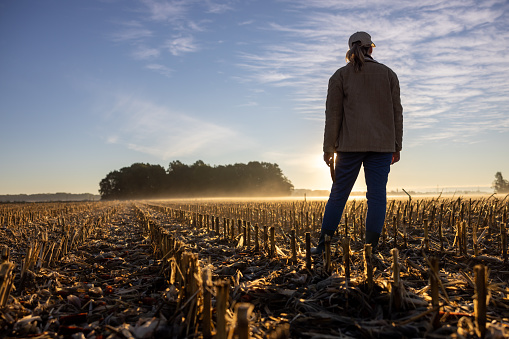 female farmer with long blond hair tied in a ponytail,wearing a cap,standing inside of her stubble field in the evening,holding a corn on the cob while looking at the beautiful sunset in the distance,low angle rear view,fog above the agricultural field