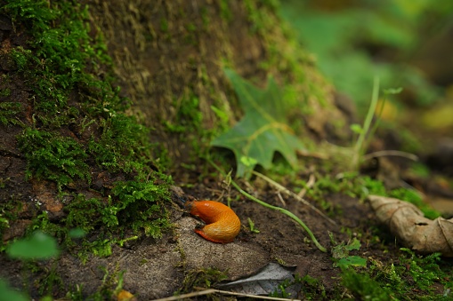 A close up shallow focus of an orange snail crawling near a tree base in the forest