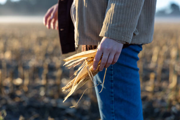 istock Close-up woman with pullover and jeans standing inside a stubble field,holding a corn on the comb in her hand,in the evening 1466645812