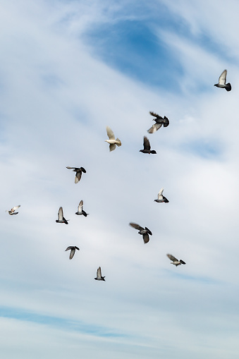 Storks migration in the sky