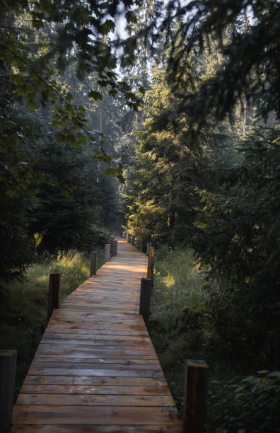 istock Vertical shot of a boardwalk in a forest 1466647010