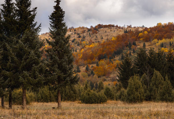 The mountains covered in autumn trees