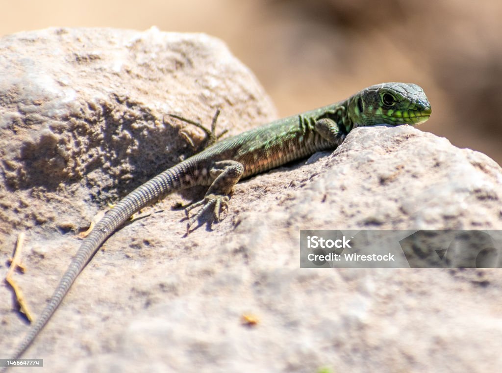Juvenile Timon Pater (North African Ocellated Lizard) perching on a rock Juvenile Timon Pater (North African Ocellated Lizard) perching on a rock, Aures Mountains, Algeria Africa Stock Photo