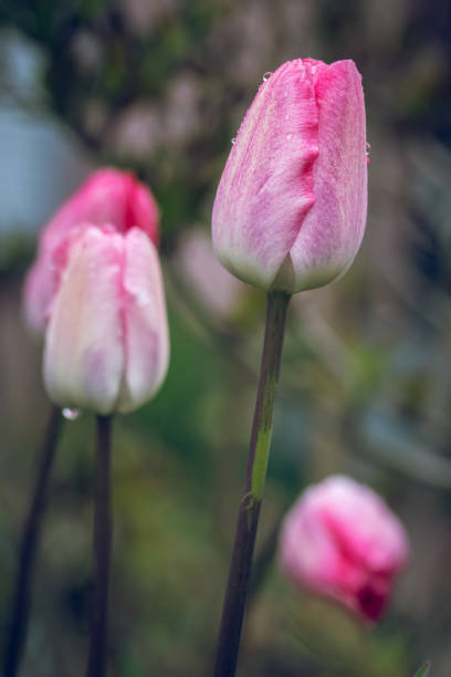 istock Vertical shot of beautiful light pink tulips with raindrops on it 1466647789
