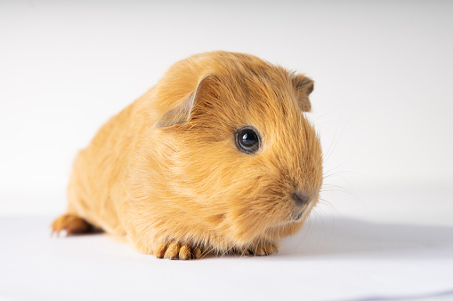 A closeup shot of a cute baby guinea pig