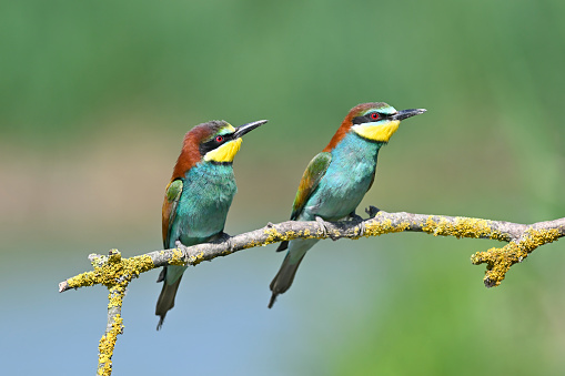 couple of bee-eaters