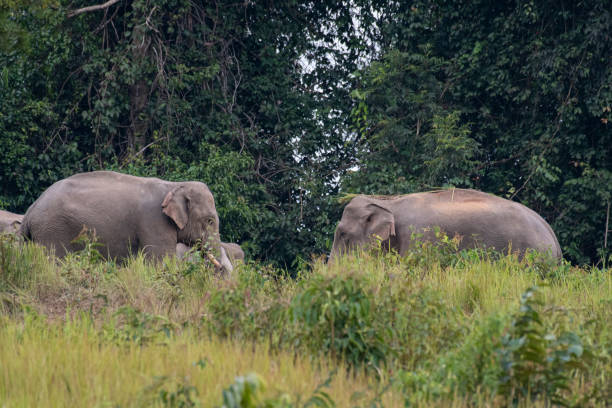 istock Indian Elephant Grazing in the afternoon, Elephas maximus indicus, Thailand 1466648700