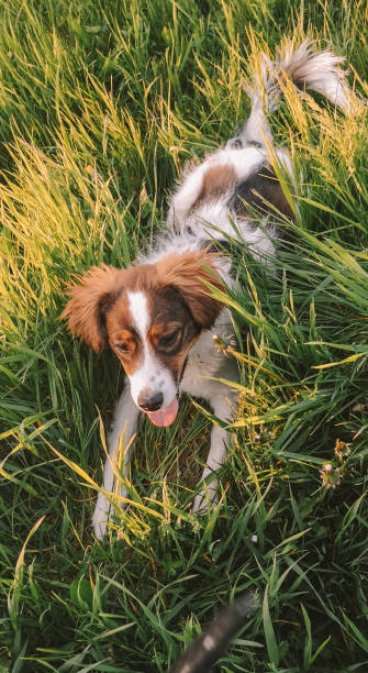 istock Cut dog resting on green grass 1466648711