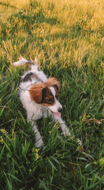 istock Cut dog resting on green grass 1466648715