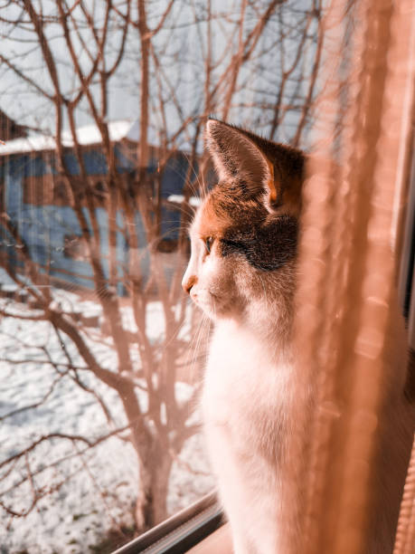 istock Selective closeup of a cute cat looking from a window 1466648716