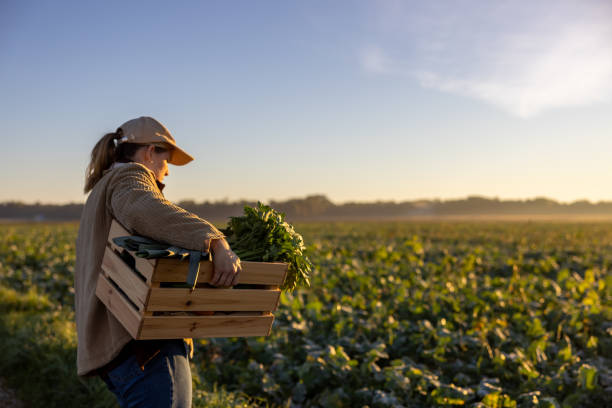 istock Female farmer with blond hair carrying a box filled with vegetables under her am while looking at the agricultural field in front of her in the evening 1466648916