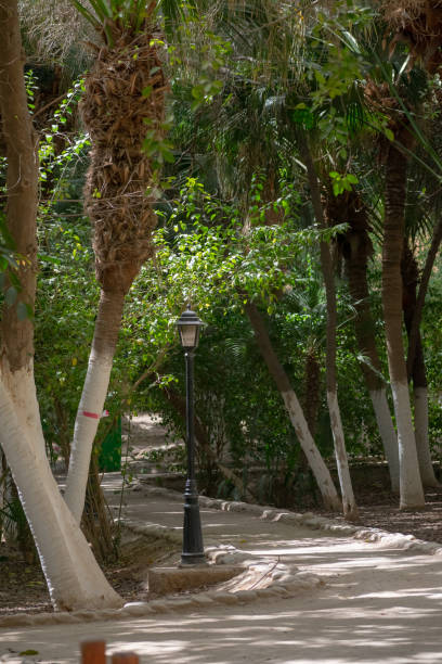 istock Landon Garden in Biskra, Algeria 1466649169