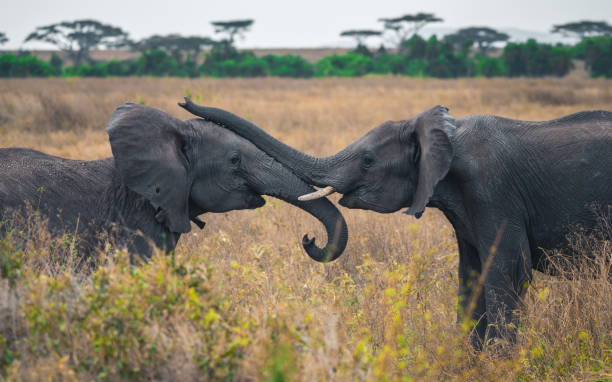istock Symmetrical image of two wild elephants affectionately embracing each other with their trunks in the Serengeti, Tanzania 1466650060