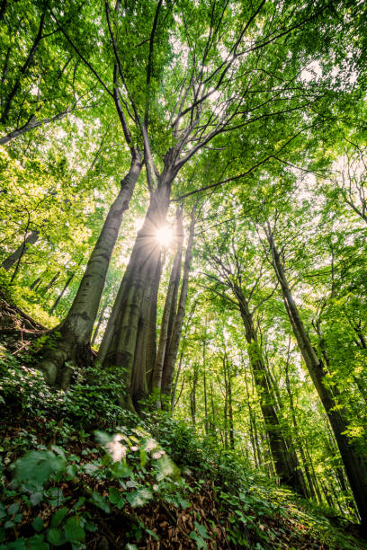 istock Spring decidous forest and sunbeams, Europe. 1466650126
