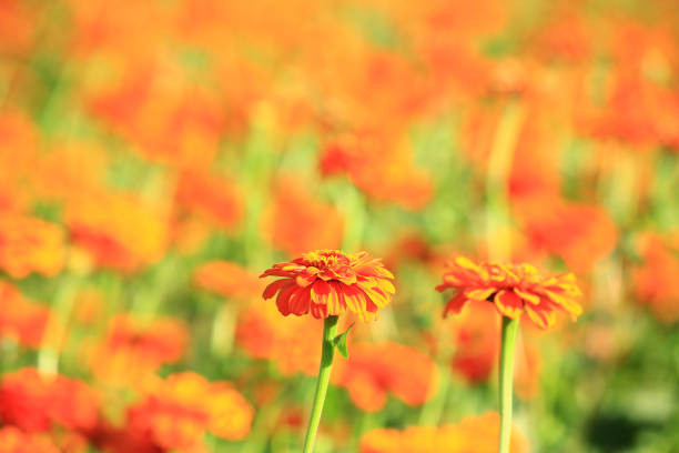 blooming Zinnia(Youth-and-old-age) flowers field,view of orange Zinnia flowers blooming in the garden at a sunny day