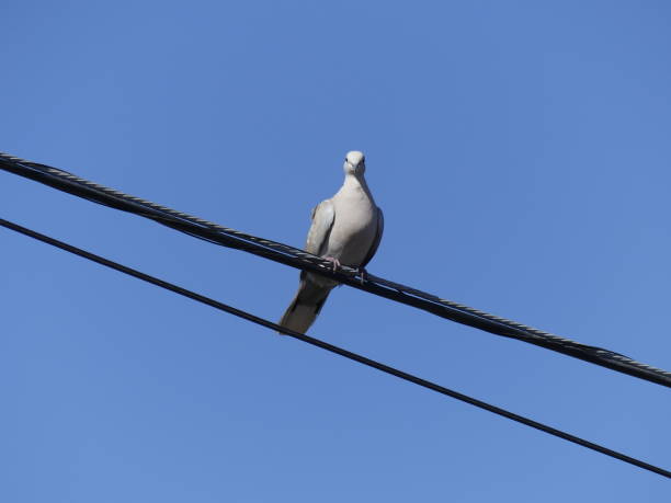 istock Dove sitting on power line 1466650565