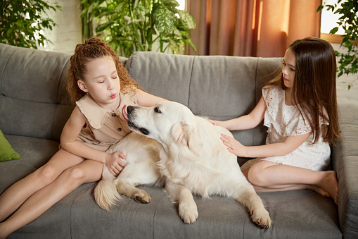 Beautiful dog, sand color American retriver lying on sofa with two kids, little girls in casual style clothes. Concept of happiness, family, animal and vet. Children and dog spending time together