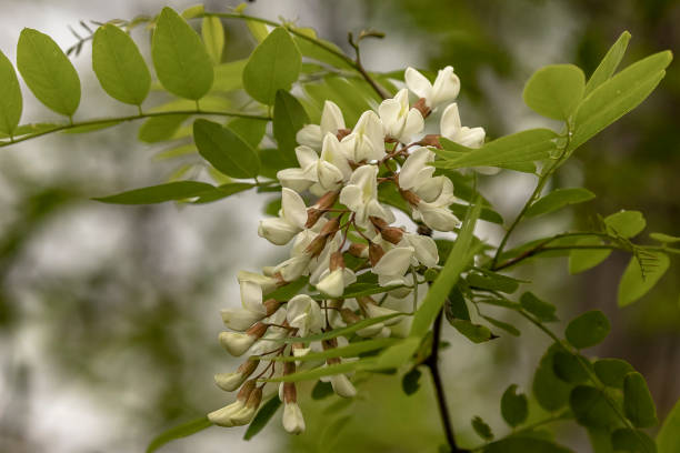 istock Wildflowers along the trail in Virginia 1466651530