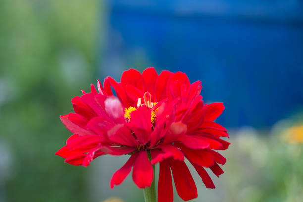 Close up for red zinnia flower on the natural background; Selective focus