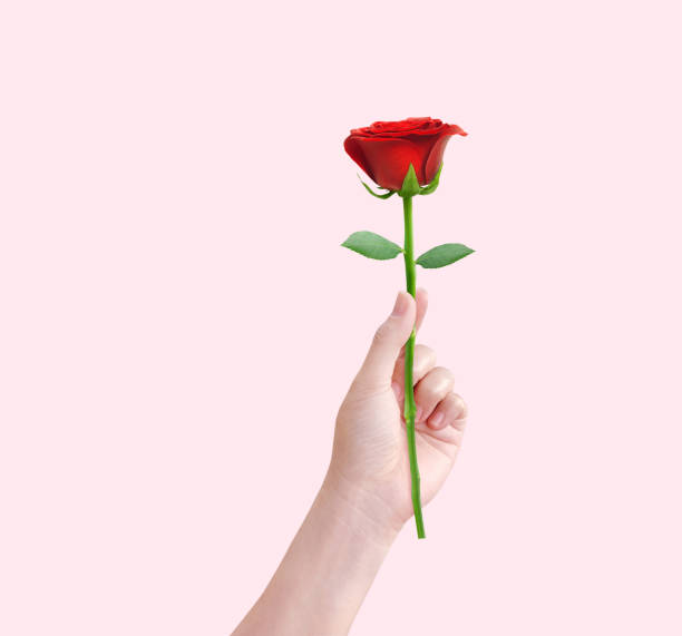 istock red rose in female hand isolated on pink background 1466652049
