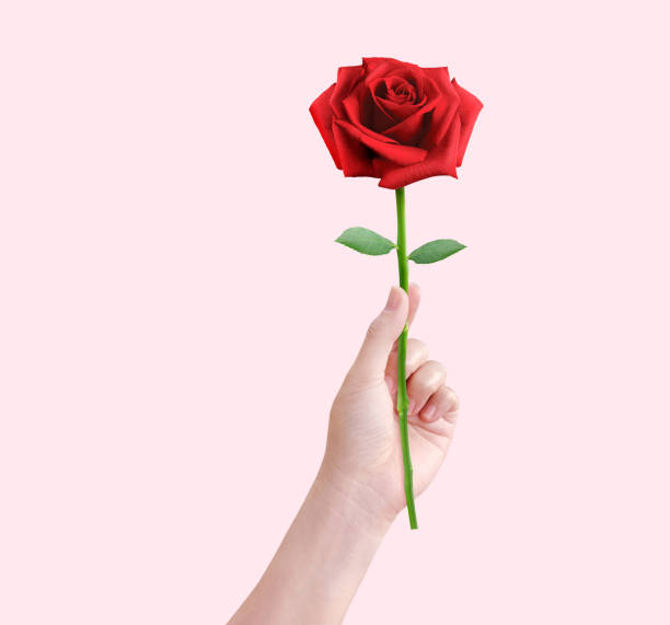 istock red rose in female hand isolated on pink background 1466652050