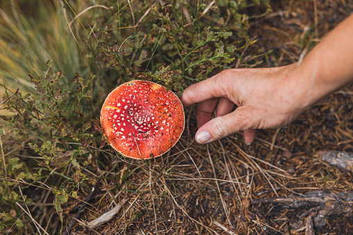 Woman toughing small red poisonous mushroom in the forest