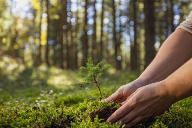 mulher plantando uma árvore na floresta para ajudar a proteção ambiental - afforestation - fotografias e filmes do acervo