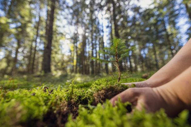 istock Environmental activist planting a young tree in the forest,holding the tree in her hands 1466652700